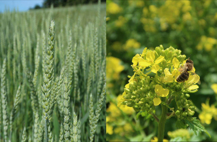 Ble-colza_Cournillens