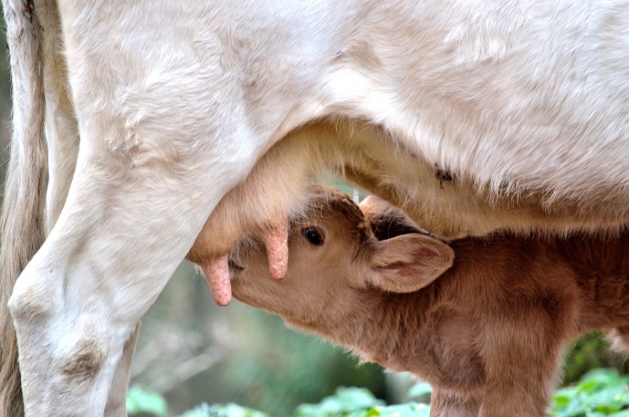 vache_allaitante_marmax