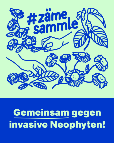 zmesammle